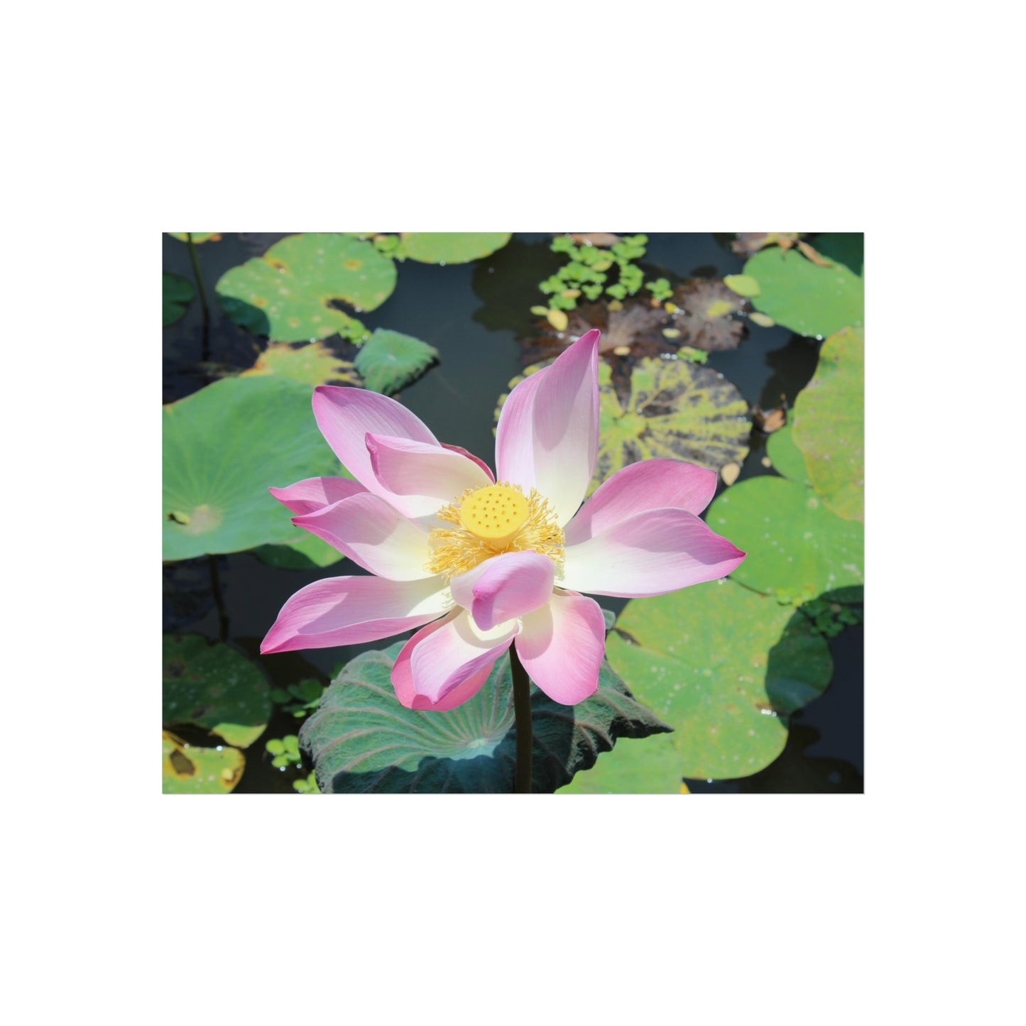 Pink lotus - Fine Art Posters