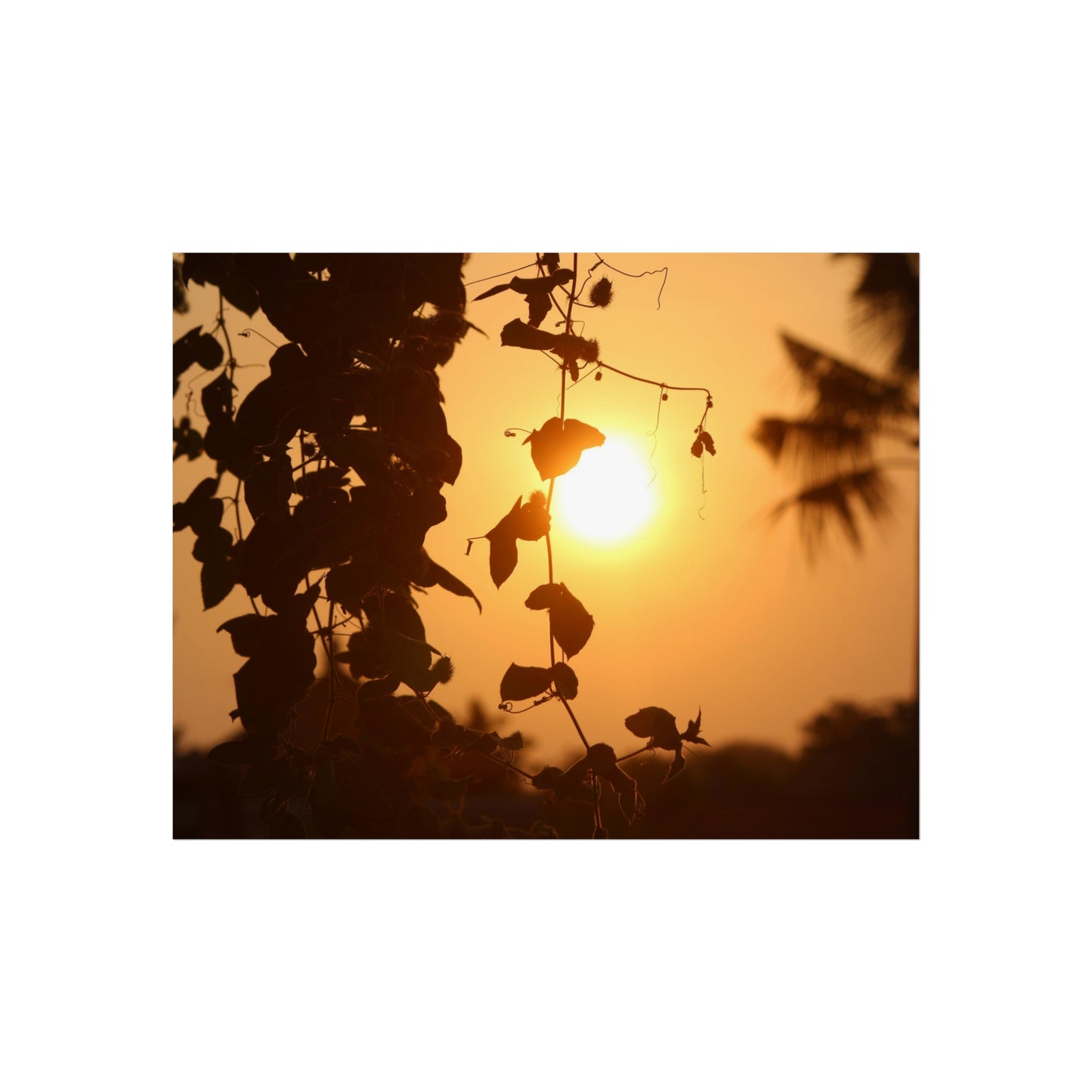 Ocean sunset - Fine Art Posters