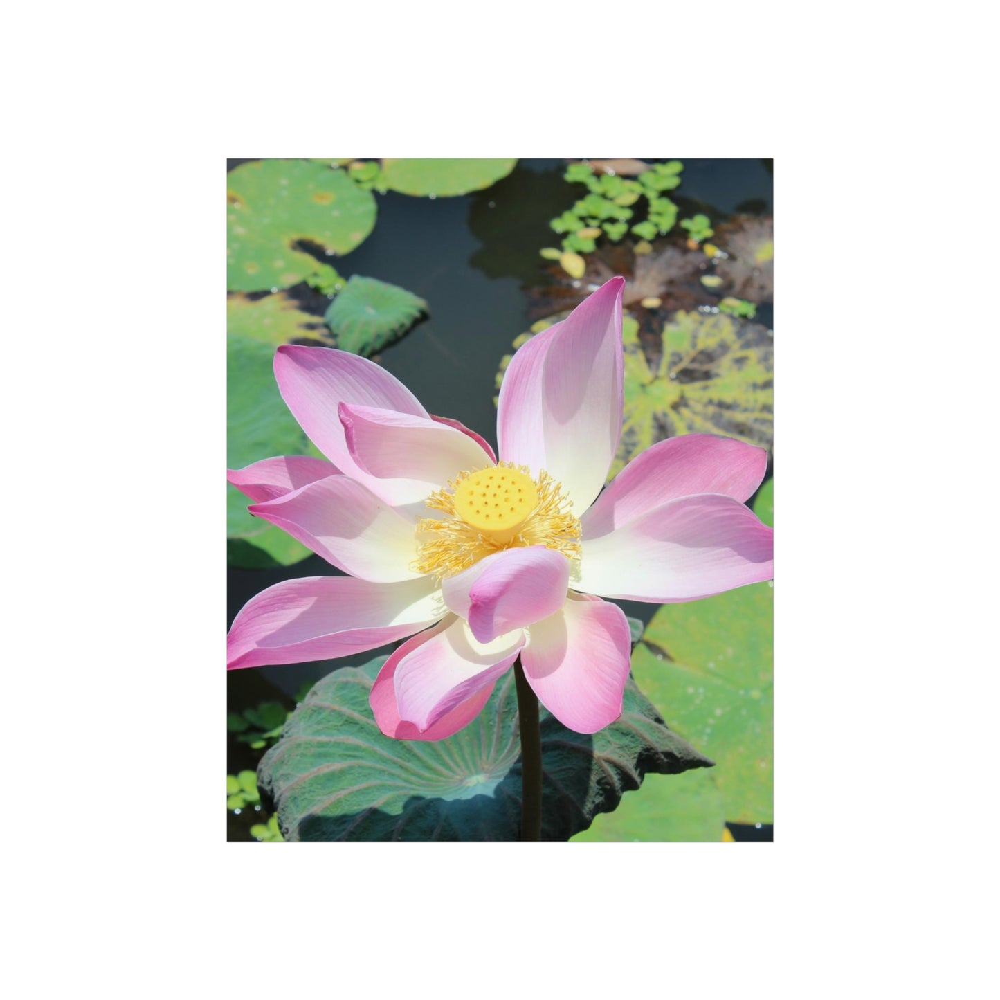 Pink lotus - Fine Art Posters