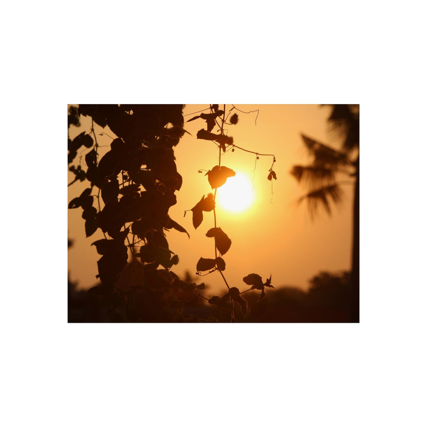 Ocean sunset - Fine Art Posters
