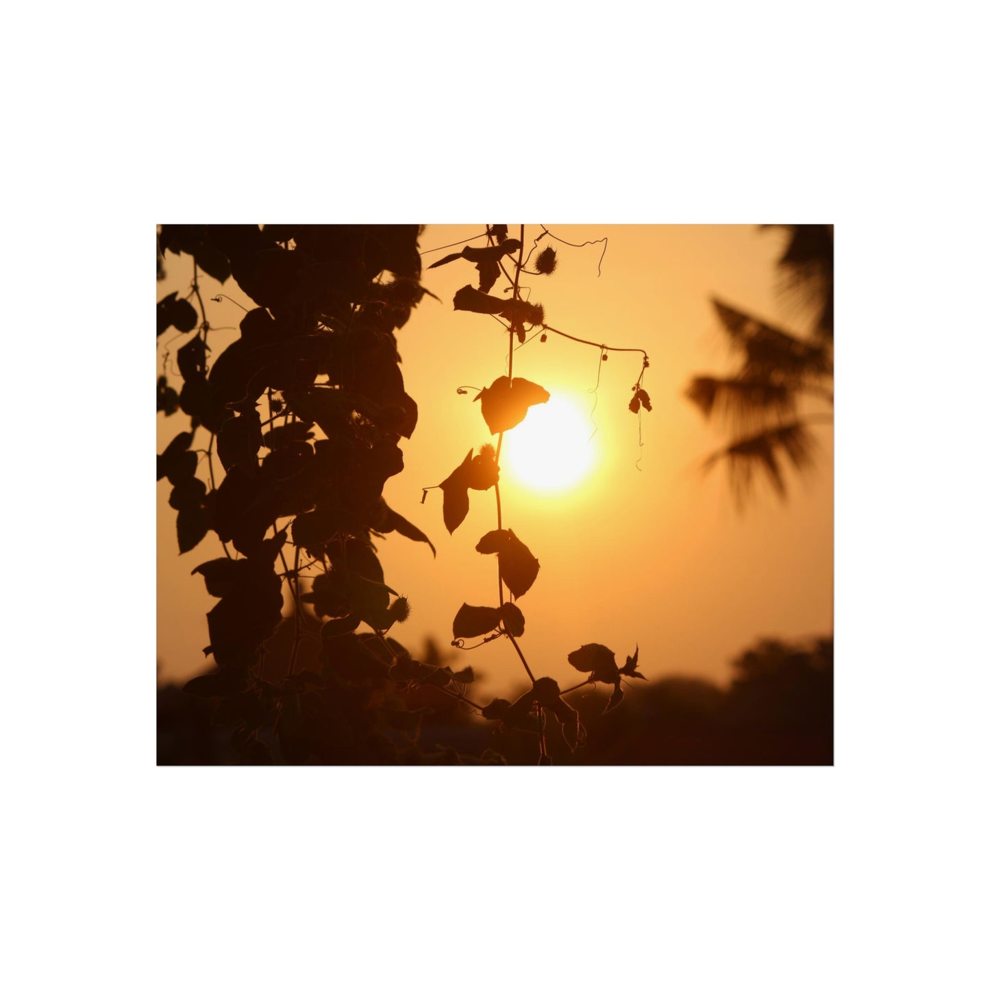 Ocean sunset - Fine Art Posters