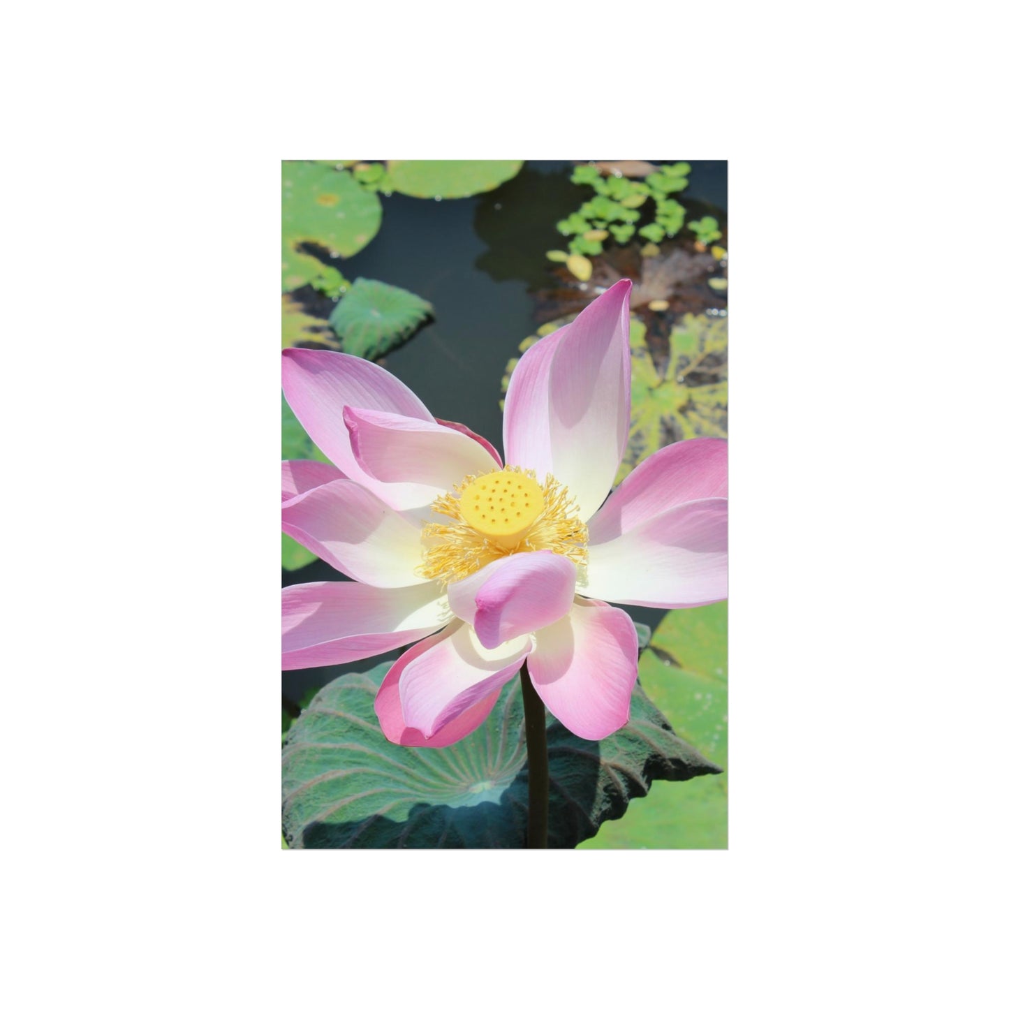 Pink lotus - Fine Art Posters