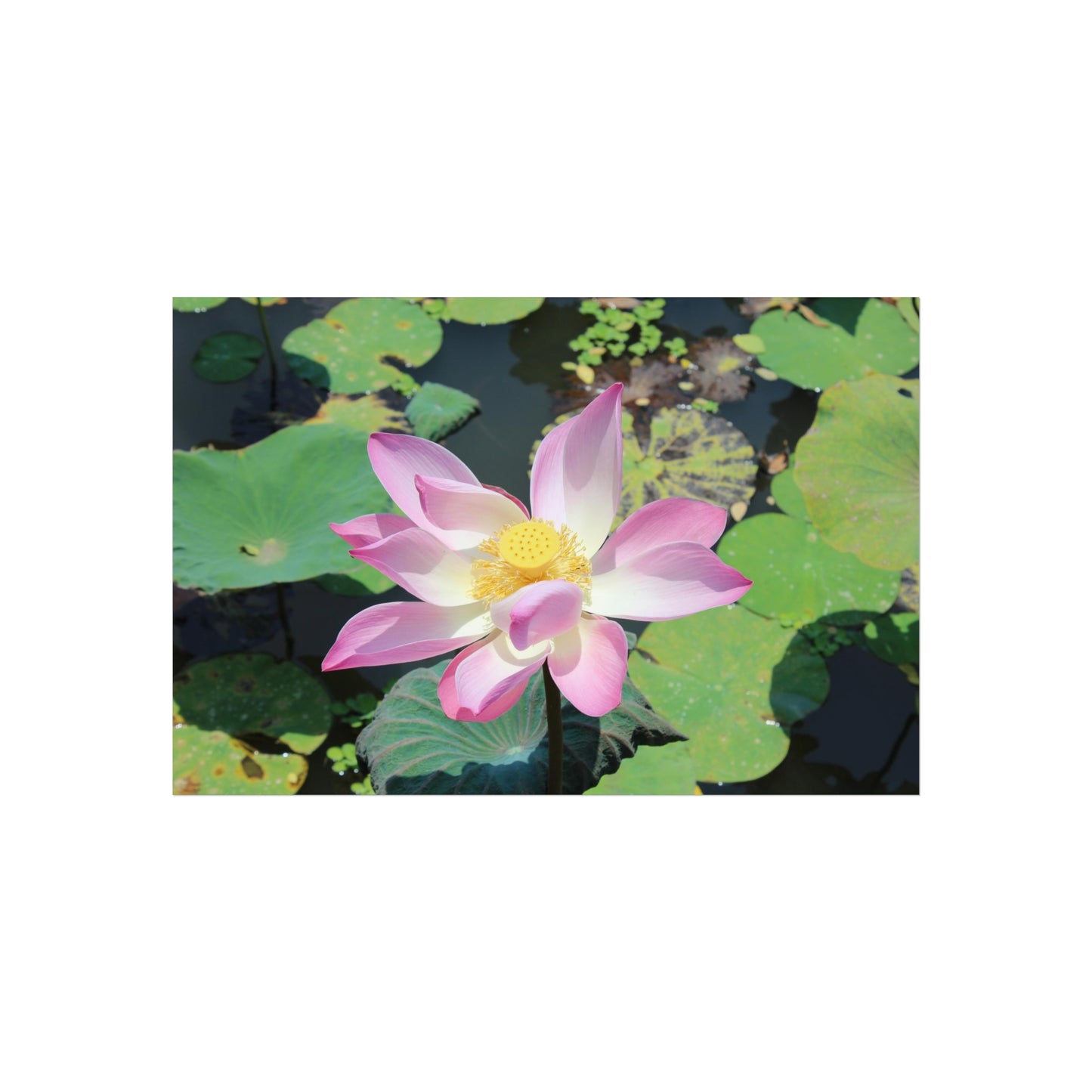 Pink lotus - Fine Art Posters