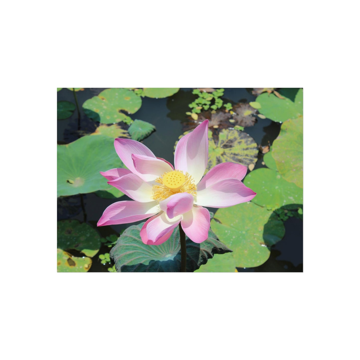 Pink lotus - Fine Art Posters