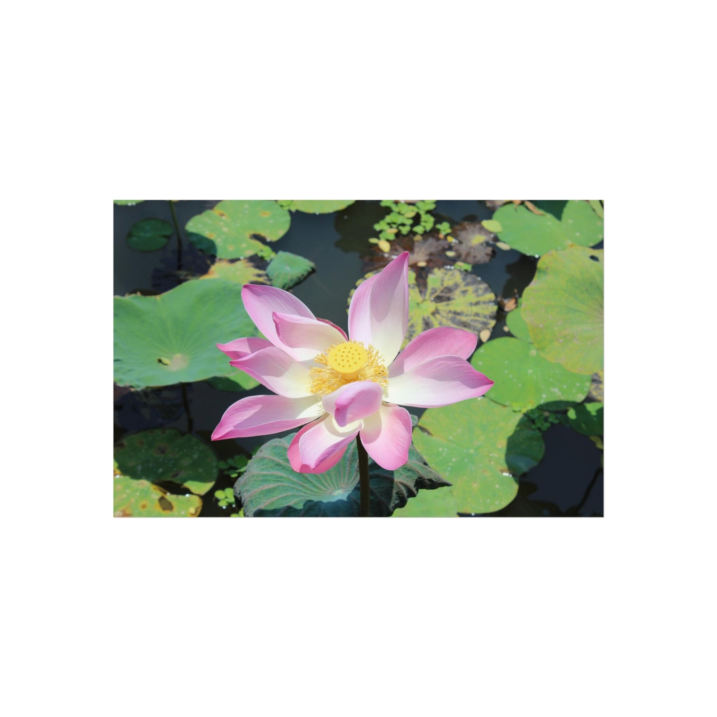 Pink lotus - Fine Art Posters