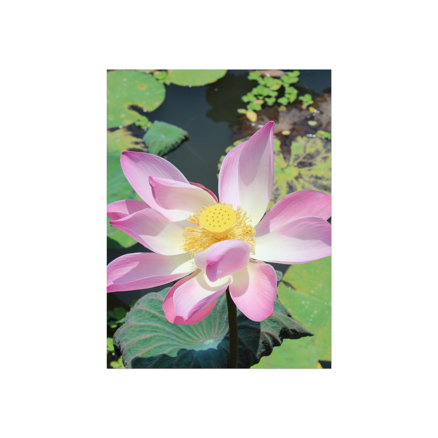 Pink lotus - Fine Art Posters