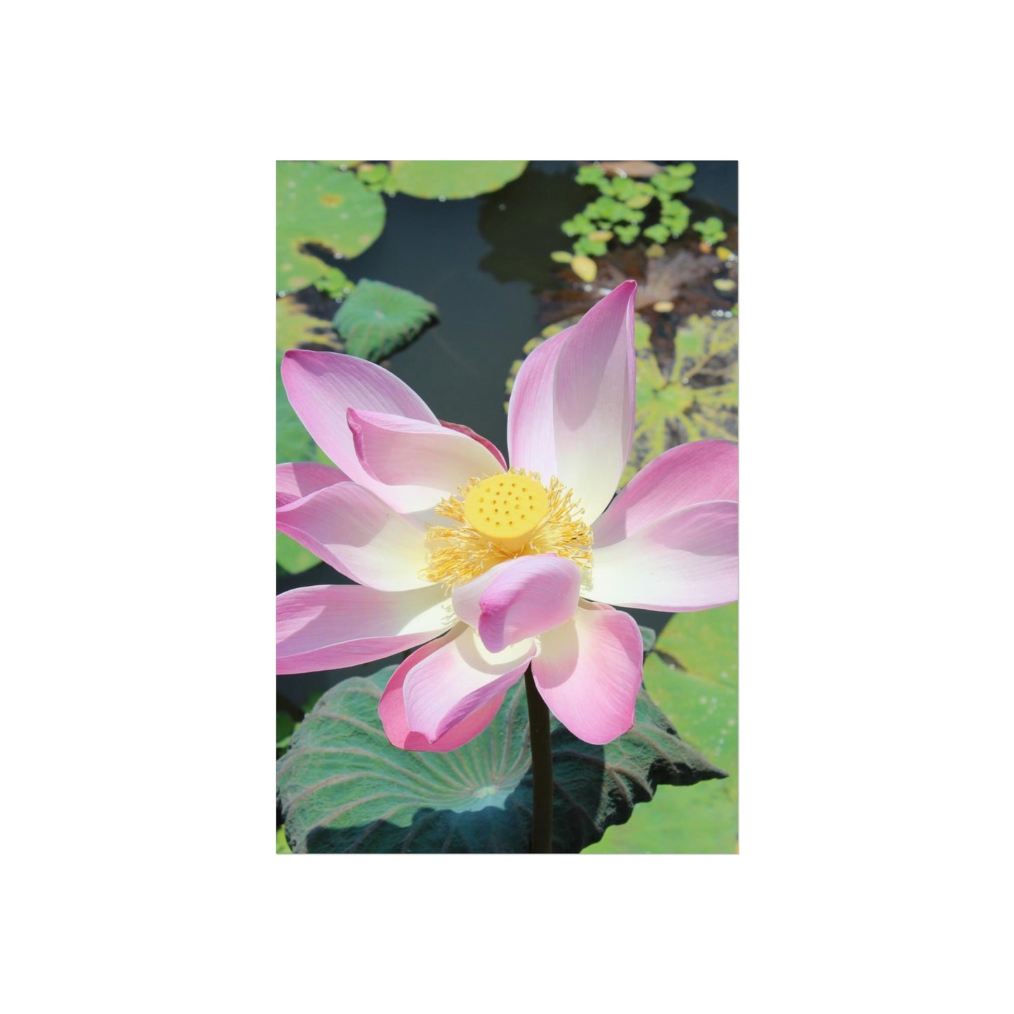 Pink lotus - Fine Art Posters
