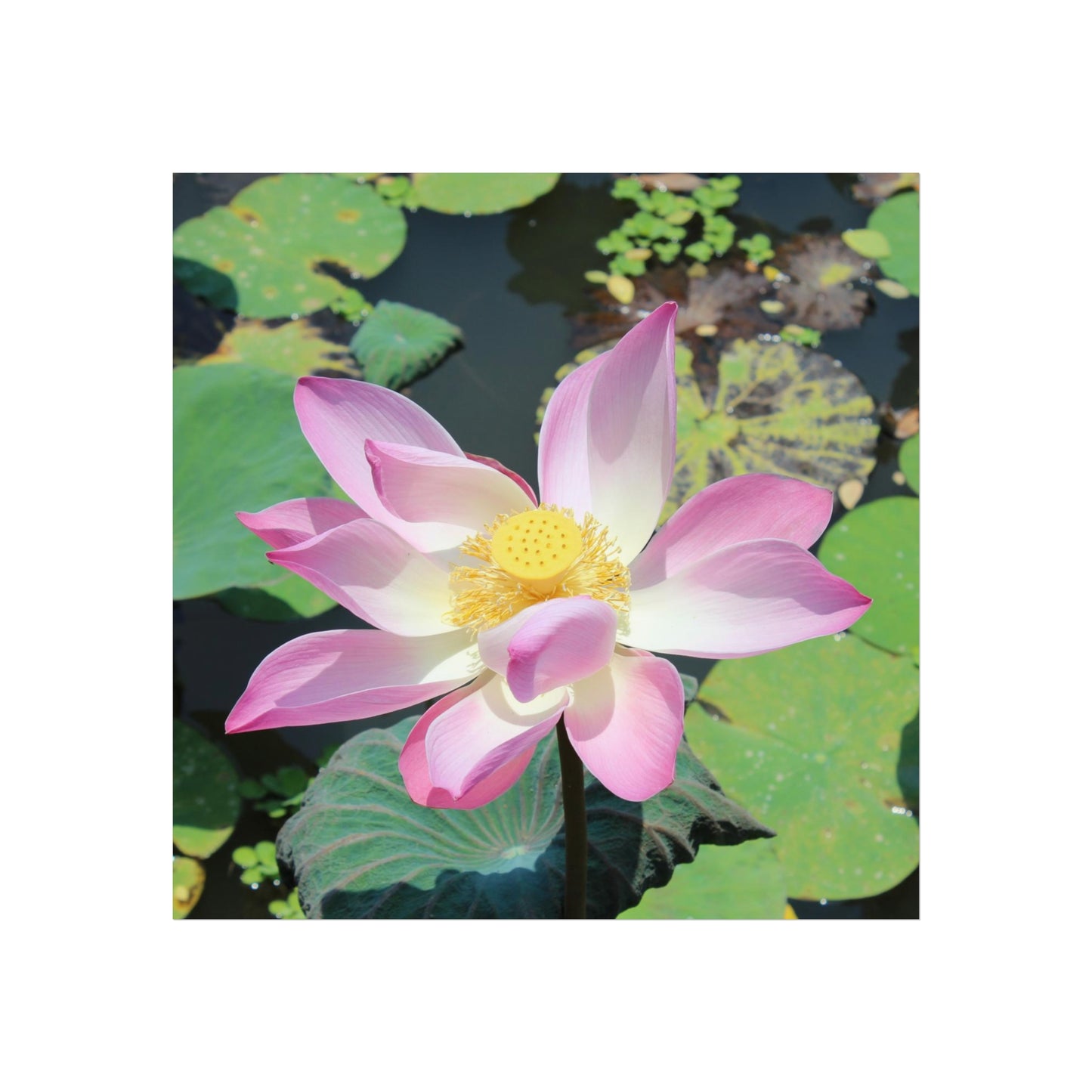 Pink lotus - Fine Art Posters