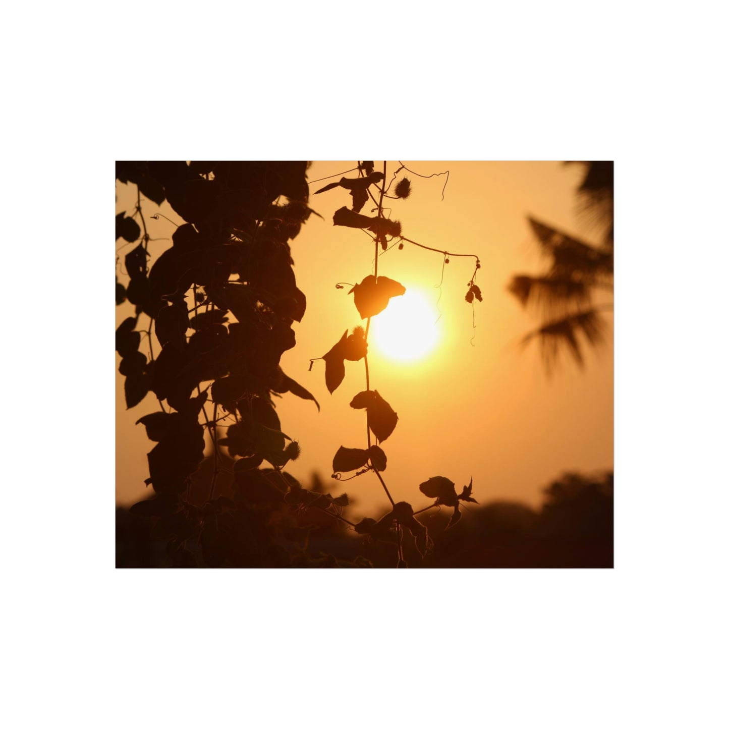 Ocean sunset - Fine Art Posters