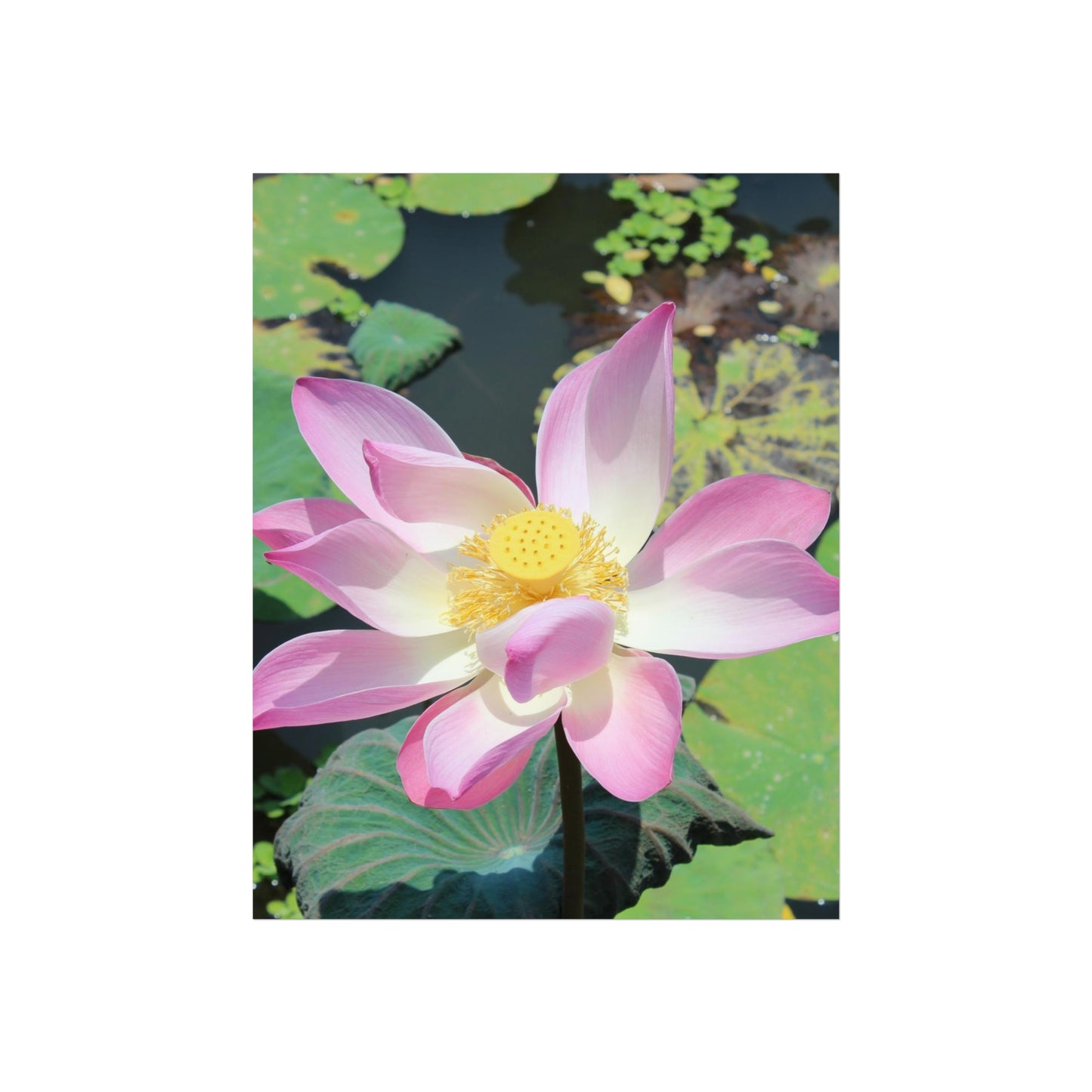 Rosa Lotus – Kunstposter