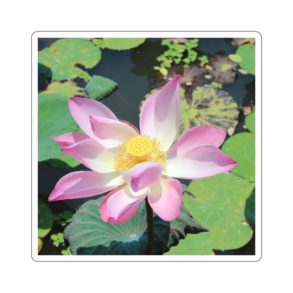 Pink lotus - Kiss-Cut Stickers