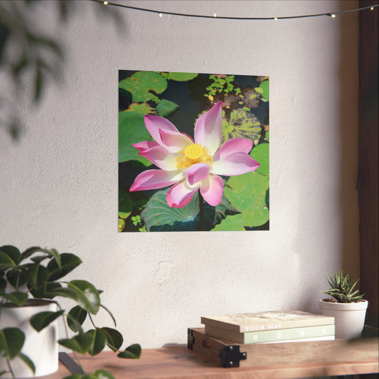 Pink lotus - Fine Art Posters