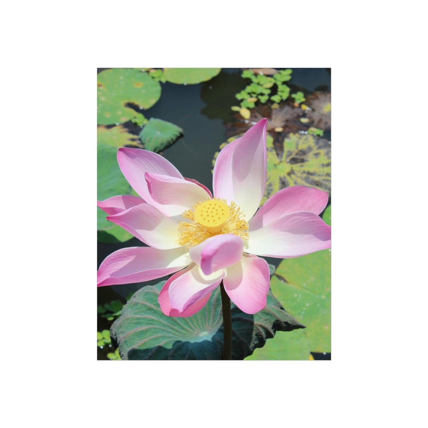 Rosa Lotus – Kunstposter