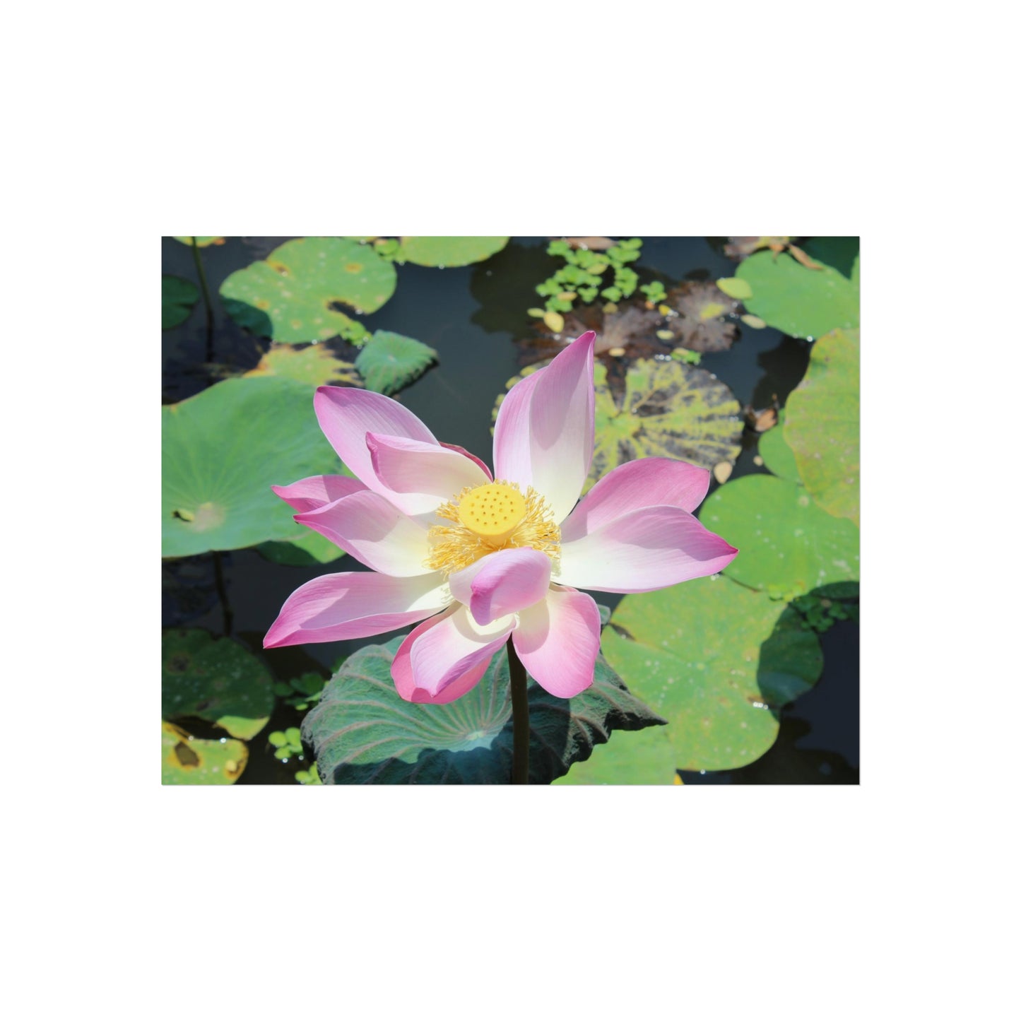 Rosa Lotus – Kunstposter