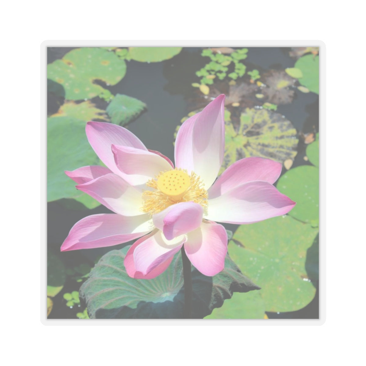 Pink lotus - Kiss-Cut Stickers